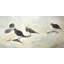 Sandpiper birds - 24"x48" Framed canvas
