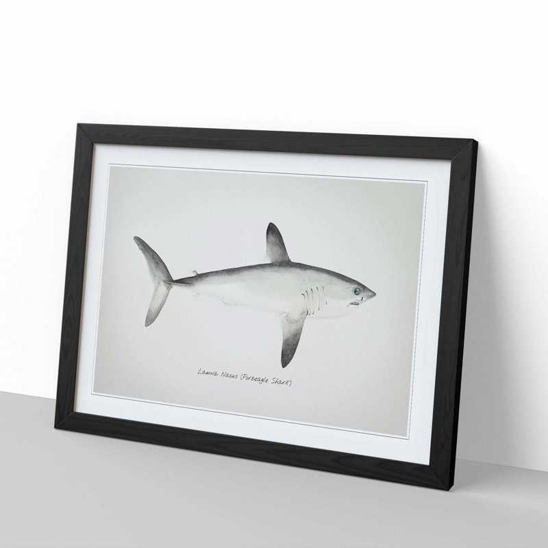 Illustration of a Porbeagle Shark by F.E. Clarke - Picture Frame Painting Print, 27cm H x 36cm W x 2cm D, Black Framed