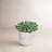 6'' Faux Succulent in Cement Pot