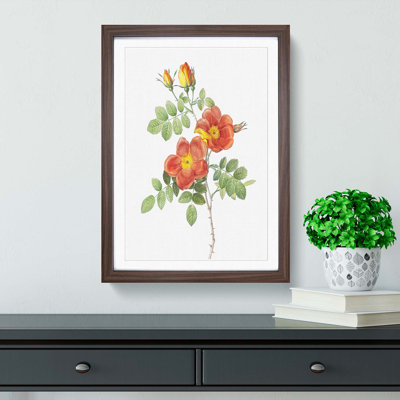 Austrian Briar Rose by Pierre-Joseph Redoute - Single Picture Frame Painting