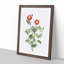 A Burnet Rose In Pink by Pierre-Joseph Redoute - Single Picture Frame Painting-55457517-55457518