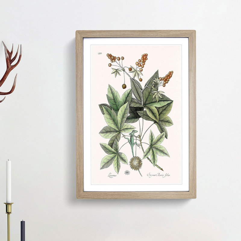 Green Lizard by Mark Catesby - Picture Frame Painting Print, 48cm H x 36cm W x 2cm D, Oak Framed