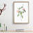 Austrian Briar Rose In Pink by Pierre-Joseph Redoute - Single Picture Frame Painting-55457027-55457026