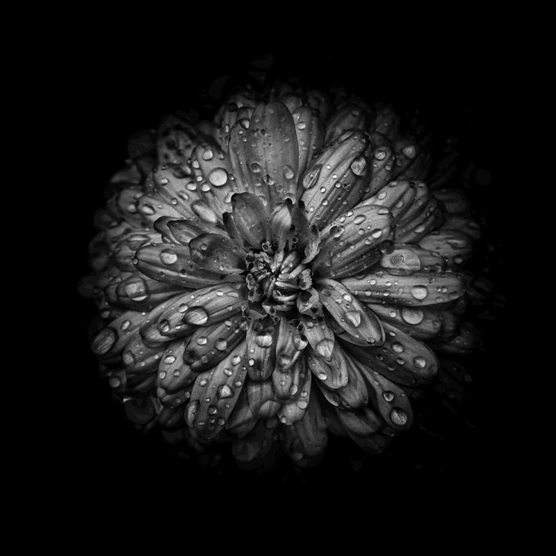 «Black and White Mum IV» - peinture sur toile tendue, H 36 po x l 36 po
