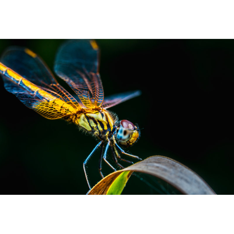 Deeter Yellow Dragonfly - Wrapped Canvas Print, 20cm H x 30cm W x 3.8cm D