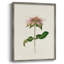 Mauve Garden Flowers V, reproduction encadrée - bois massif-694767371