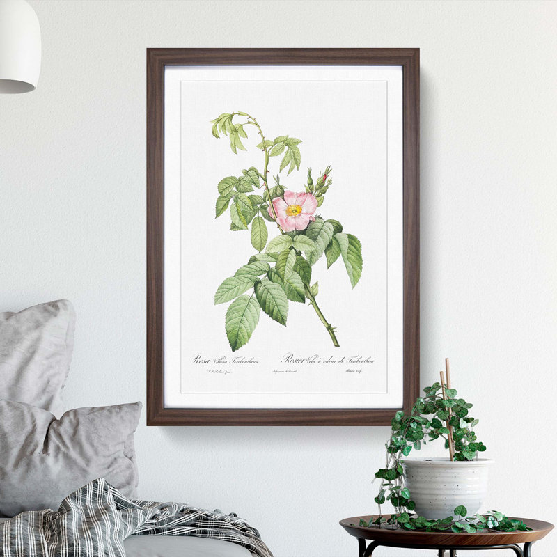 Apple Rose In Pink by Pierre-Joseph Redoute - Single Picture Frame Painting, 63cm H x 45cm W x 2cm D, Walnut Framed