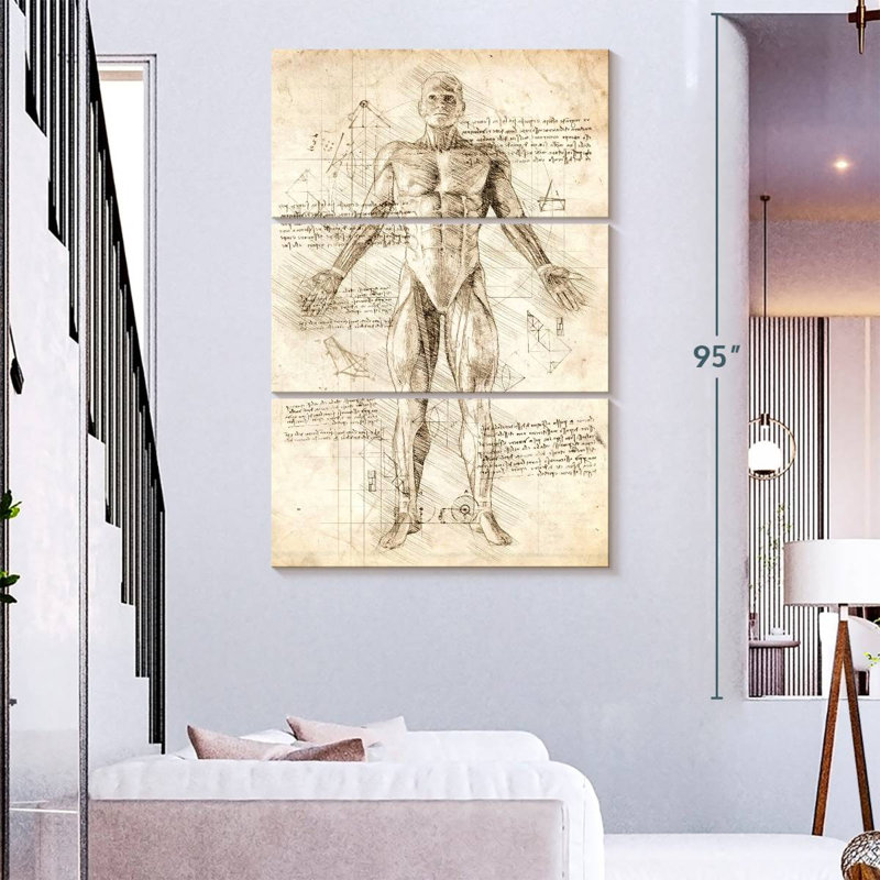 Anatomie des muscles humains Keiri, H 23 po x l 14 po