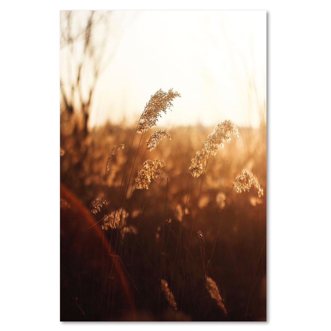 Leinwandbild Mais in der Sonne