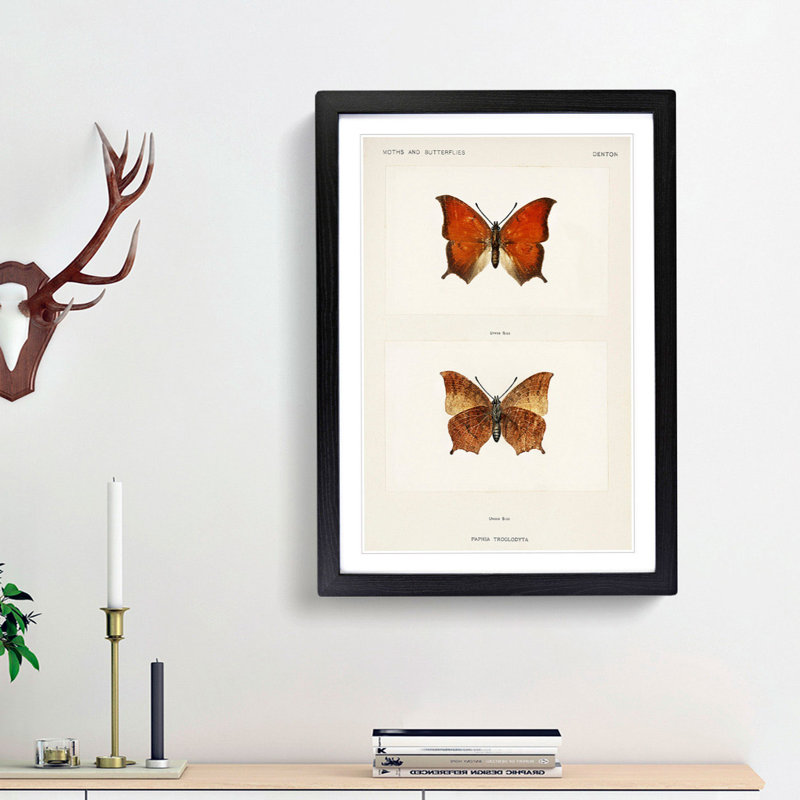 Tropical Leafwing Butterfly by S.F. Denton - Framed Print, 36cm H x 27cm W x 2cm D, Black Framed