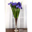 Iris-31 Inches Box Of 12-964355468