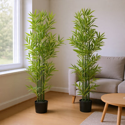 Ensemble de plantes Nadia