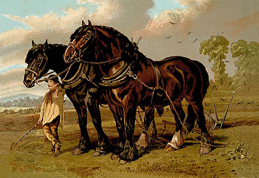«Clydesdale Stallion and Mare» par Samuel Sidney, reproduction d'art