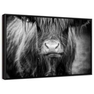 Animal "Vache Highland"