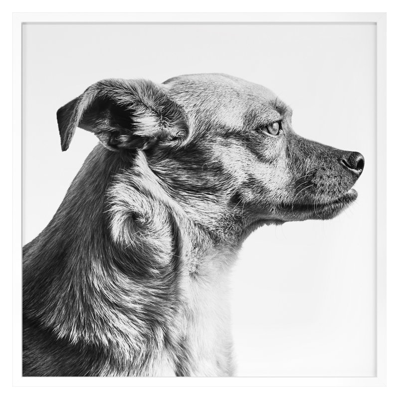 «Furry Friend 1» par Pearson, Victoria, H 30 po x l 30 po, Blanc