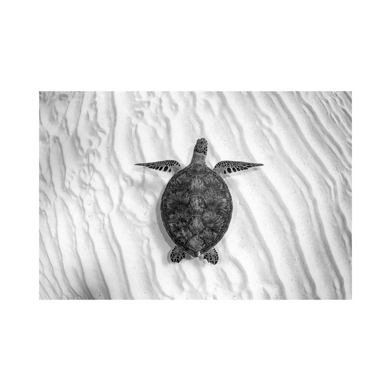 Green Sea Turtle Great Barrier Reef #4 by Jordan Robins - Wrapped Canvas Print, 101.6 cm H x 66.04 cm W x 1.91 cm D