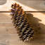 Sugar Pine Cones