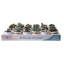 24 Piece Costa Farms Live Mini Succulent Low Maintenance Plant in Ceramic Planter