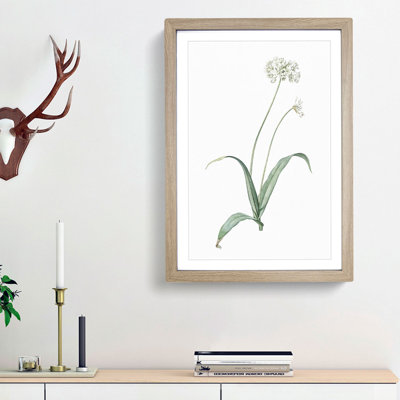 Spring Garlic Flowers by Pierre-Joseph Redoute - Picture Frame Painting Print