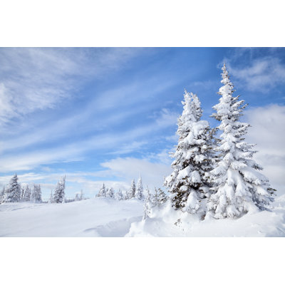 Winter Forest by Kencanning