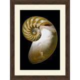 Large Shell 1 Print
