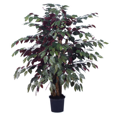 Arbre Pensershill Bush Capensia en pot