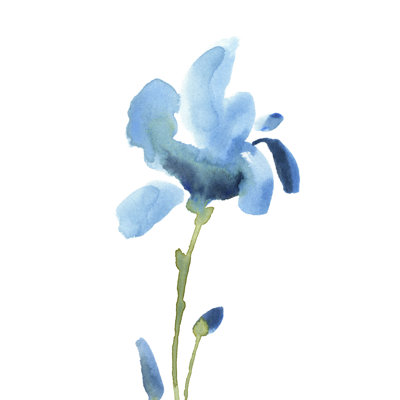 Iris bleu saisissant IV