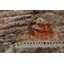 Tribal Stripe Ochre