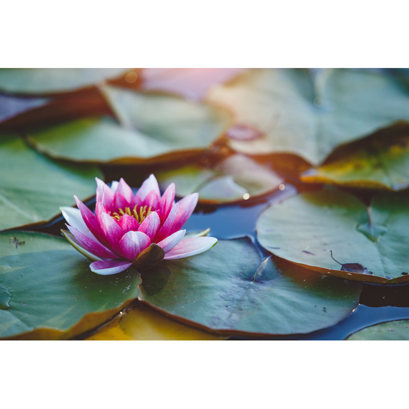 Water Lily 1 Piece Wrapped Canvas Wall Art, 30cm H x 46cm W x 3.8cm D