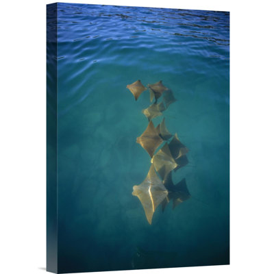 " Golden Cownose Rays Schooling In Quiet Lagoon, Galapagos Islands, Ecuador "