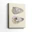 Coquilles bivalves IV - Cavas enveloppés de galerie