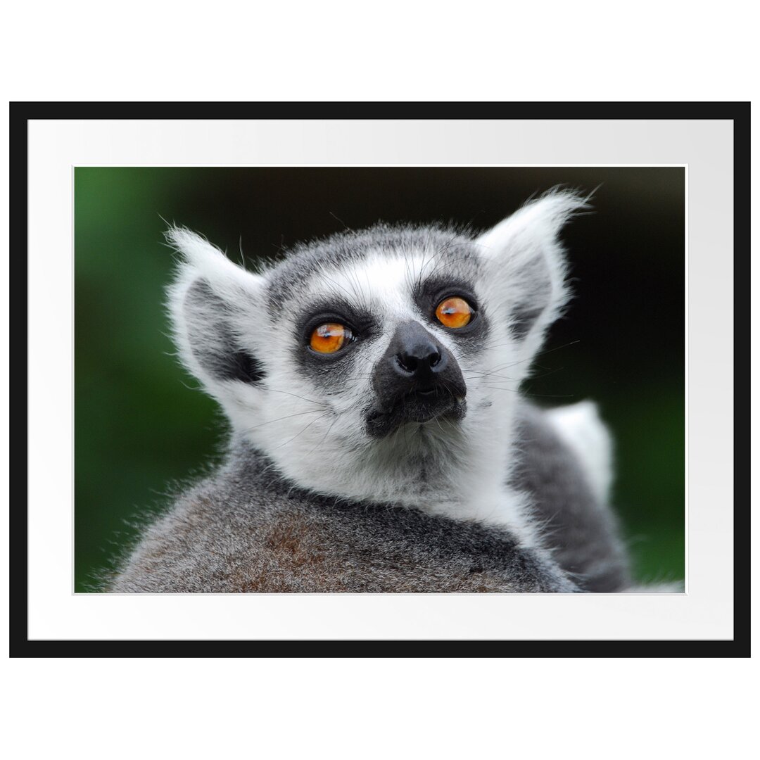 Lemur, der nach oben schaut Gerahmter Fotokunstdruck Poster