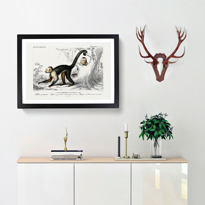 Capuchin Monkeys by Charles d'Orbigny - Picture Frame Painting Print, 48cm H x 65cm W x 2cm D, Black Framed