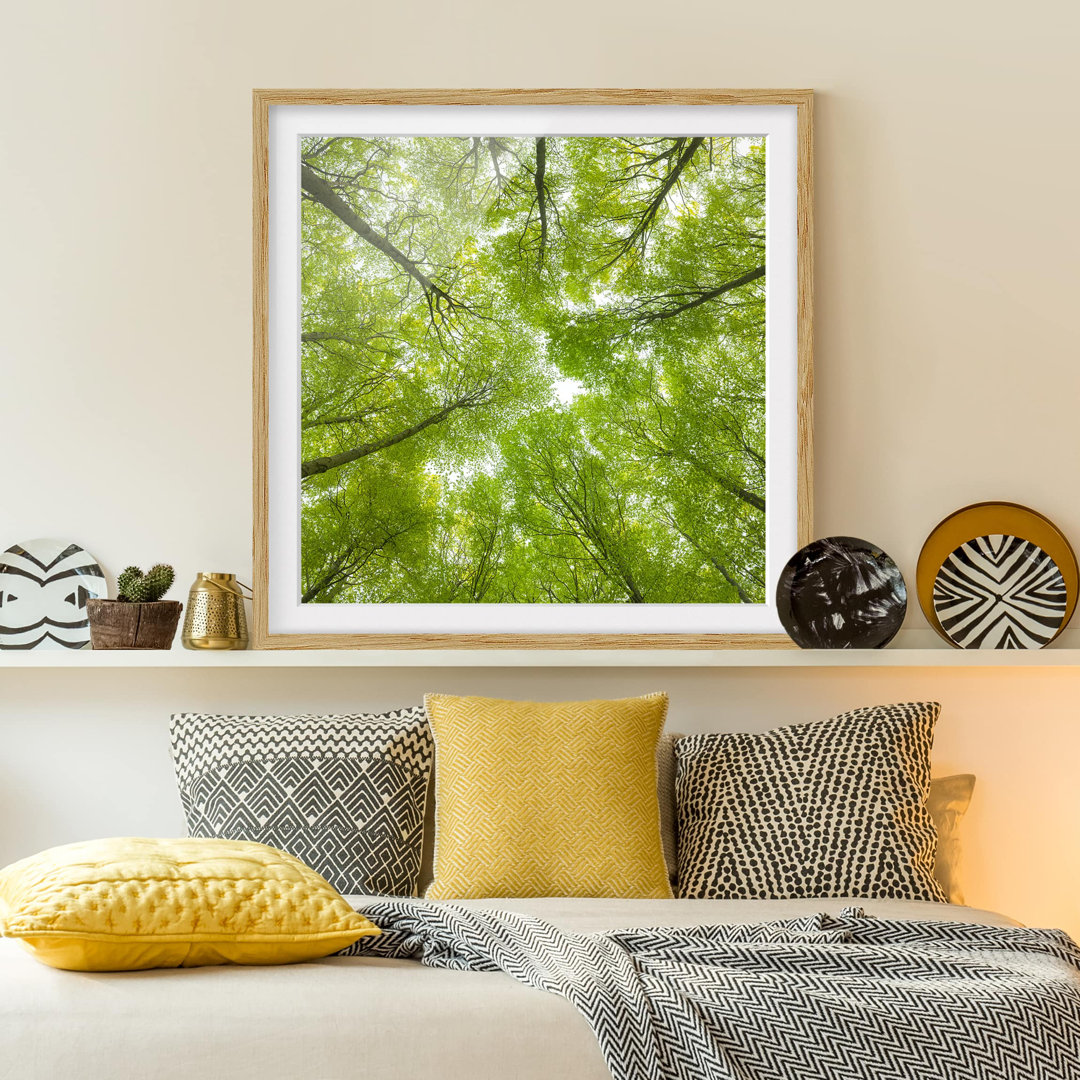 Gerahmtes Poster Beech Woods on the Lindkogel