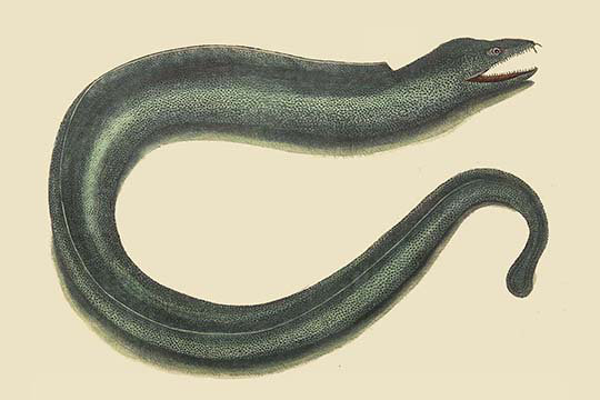 « moray eel » par catesby catesby-impression d’art graphique, H 28 po x l 42 po x P 1,5 po
