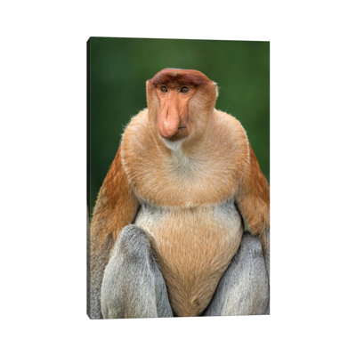Proboscis Monkey Alpha Male Borneo by Mogens Trolle - Wrapped Canvas Print