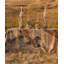 Monkey Tales Tablecloth - Linen-1499454186-1499454191