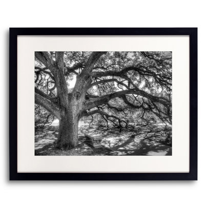 The Century Oak Print by Scott Norris