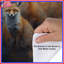 Housses de couette Fox Family-123335286