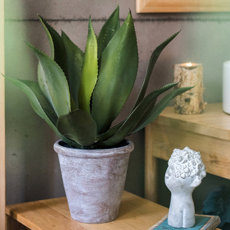 Plante agave en pot