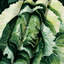Tapisserie murale légumes chou vert-133635447