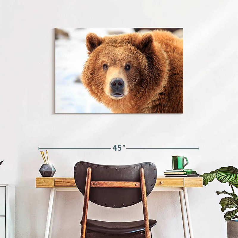Regard d'ours grizzly, H 24 po x l 36 po