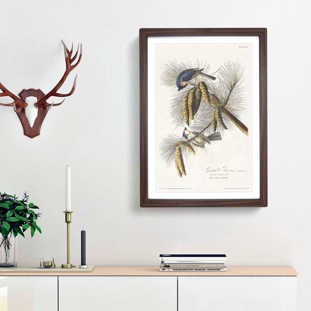 Crested Titmouse Birds by John James Audubon - Framed Print