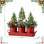 21"L Christmas Potted Triple Trees Centerpiece Or Table Tree