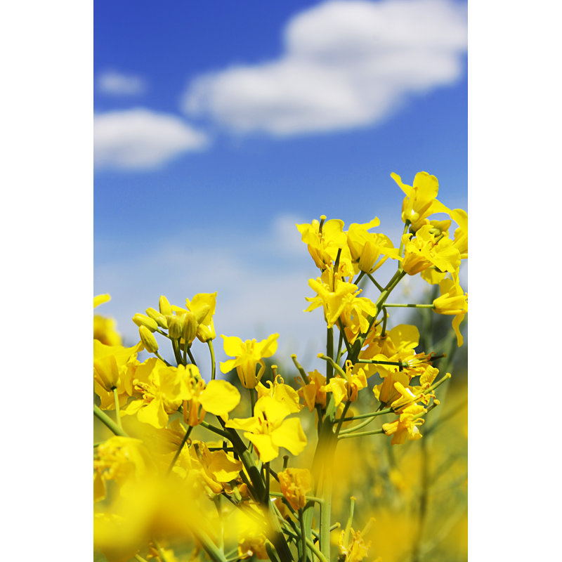 Rapeseed Flowers - Wrapped Canvas Print, 46cm H x 30cm W