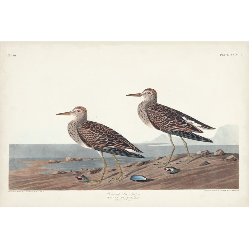 Pl. 294 Bécasseau pectorale, H 20 po x l 30 po