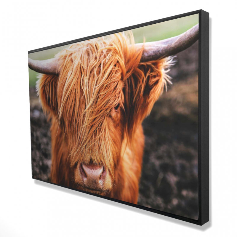 «Portrait Highland Cow» sur toile