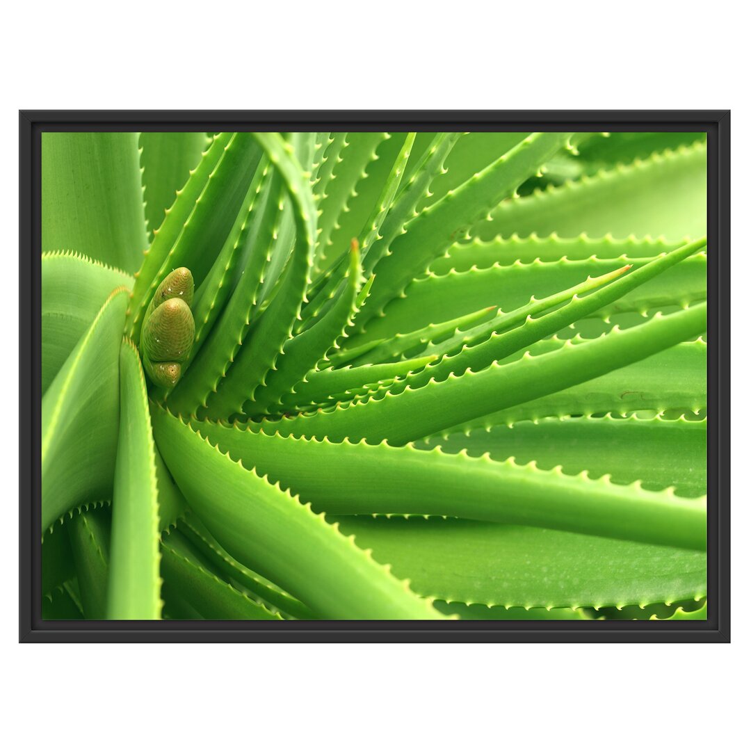 Gerahmtes Wandbild Aloe Vera