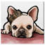 «Royal Frenchie», impression sur toile-66679246