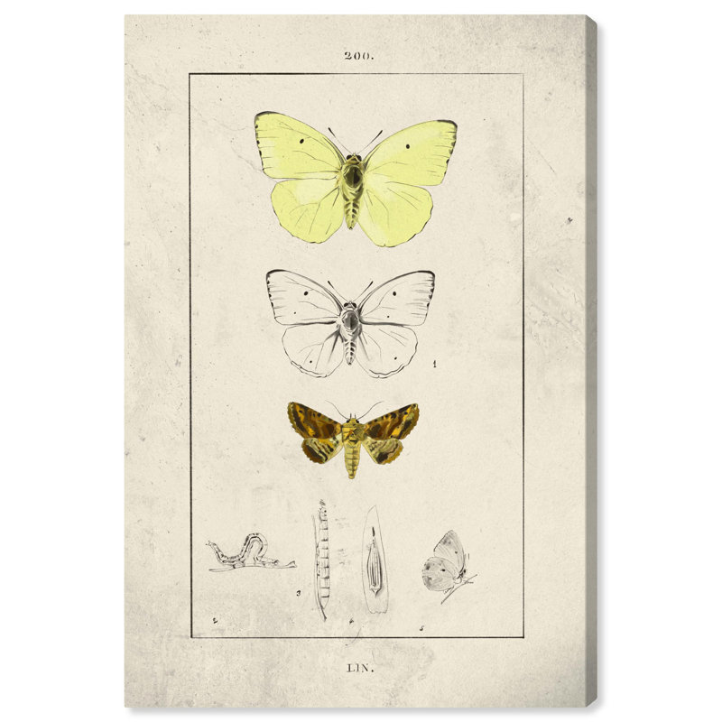 Botanical Butterfly Gallery Wrapped Canvas Art Print, 10" x 15"